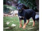 Adopt Danny Boy a German Shepherd Dog, Australian Cattle Dog / Blue Heeler