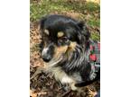 Adopt Jack Sebastian a Australian Shepherd