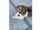 Adopt Ferrell a Australian Shepherd, Mixed Breed