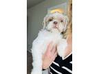 Adopt Alvin a Shih Tzu