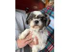 Adopt Amos a Shih Tzu