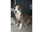 Adopt Whopper a American Staffordshire Terrier, Mixed Breed