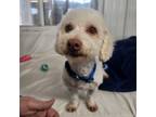 Adopt Roy a Bichon Frise