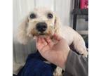 Adopt Dapper a Bichon Frise