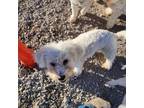 Adopt Barnaby a Bichon Frise