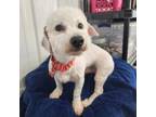 Adopt Venice a Bichon Frise