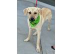 Adopt Takoda a Shepherd, Cattle Dog