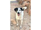 Adopt Ghiaccio Ice a Australian Cattle Dog / Blue Heeler