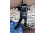 Adopt Rey a Labrador Retriever, Cattle Dog