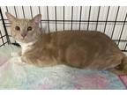 Adopt Brooklyn a Domestic Short Hair