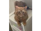 Adopt Soho a Domestic Medium Hair