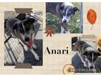 Adopt Anari a Australian Cattle Dog / Blue Heeler, Border Collie