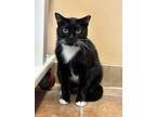 Adopt Domino a Domestic Short Hair