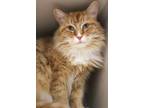 Adopt Cheddar Cheese a Domestic Short Hair