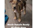 Mutt Puppy for sale in Morristown, NJ, USA