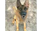 Adopt Nicky a German Shepherd Dog