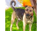 Adopt Andre Agassi 24-04-006 a German Shepherd Dog, Plott Hound