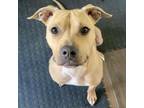 Adopt Burton a American Staffordshire Terrier