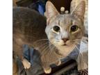 Adopt Blue a Domestic Short Hair, Tabby