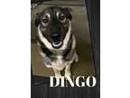 Adopt Dingo a Norwegian Elkhound, Mixed Breed