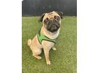 Adopt Todd *bonded to Copper* / Copper *bonded to Todd* a Pug
