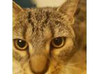 Adopt MDSPCA Freddie a Domestic Short Hair