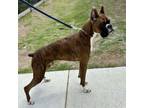 Adopt Whiskey a Boxer