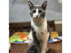Adopt Hessket- Pending adoption a Domestic Short Hair