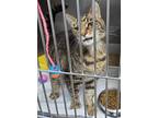 Adopt Cramer a Domestic Short Hair