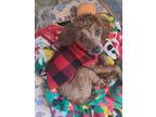 Adopt Axle a Poodle