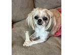 Adopt Duke Duncan a Shih Tzu