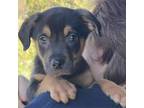 Adopt Feris a Border Collie, Rottweiler