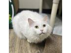 Adopt Amor a Domestic Medium Hair