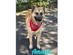 Adopt Amasis a German Shepherd Dog