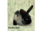 Adopt Parker a Angora Rabbit
