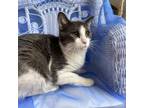 Adopt Dodo 6942 a Domestic Short Hair