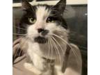 Adopt Gideon Poe(FIV+) 8502 a Domestic Long Hair