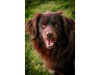 Adopt Chewie aka Chewbacca a Irish Setter, Border Collie