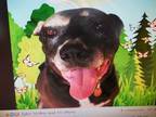 Adopt Duke a Labrador Retriever, Terrier