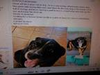 Adopt Groot a Labrador Retriever, Bernese Mountain Dog