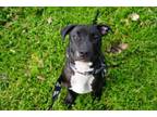 Adopt Barney a Pit Bull Terrier