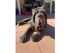 Adopt Bubba Gump a Neapolitan Mastiff