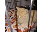 Adopt Frank a Domestic Short Hair