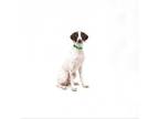 Adopt Dale a Pointer