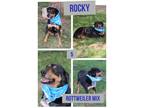 Adopt Rocky a Rottweiler, Mixed Breed