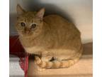 Adopt Libby a Domestic Short Hair