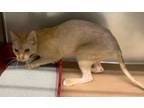 Adopt W2 a Domestic Short Hair