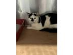 Adopt Marble a Domestic Short Hair