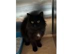 Adopt Pickle a Domestic Long Hair