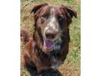 Adopt Archie a Border Collie, Great Pyrenees